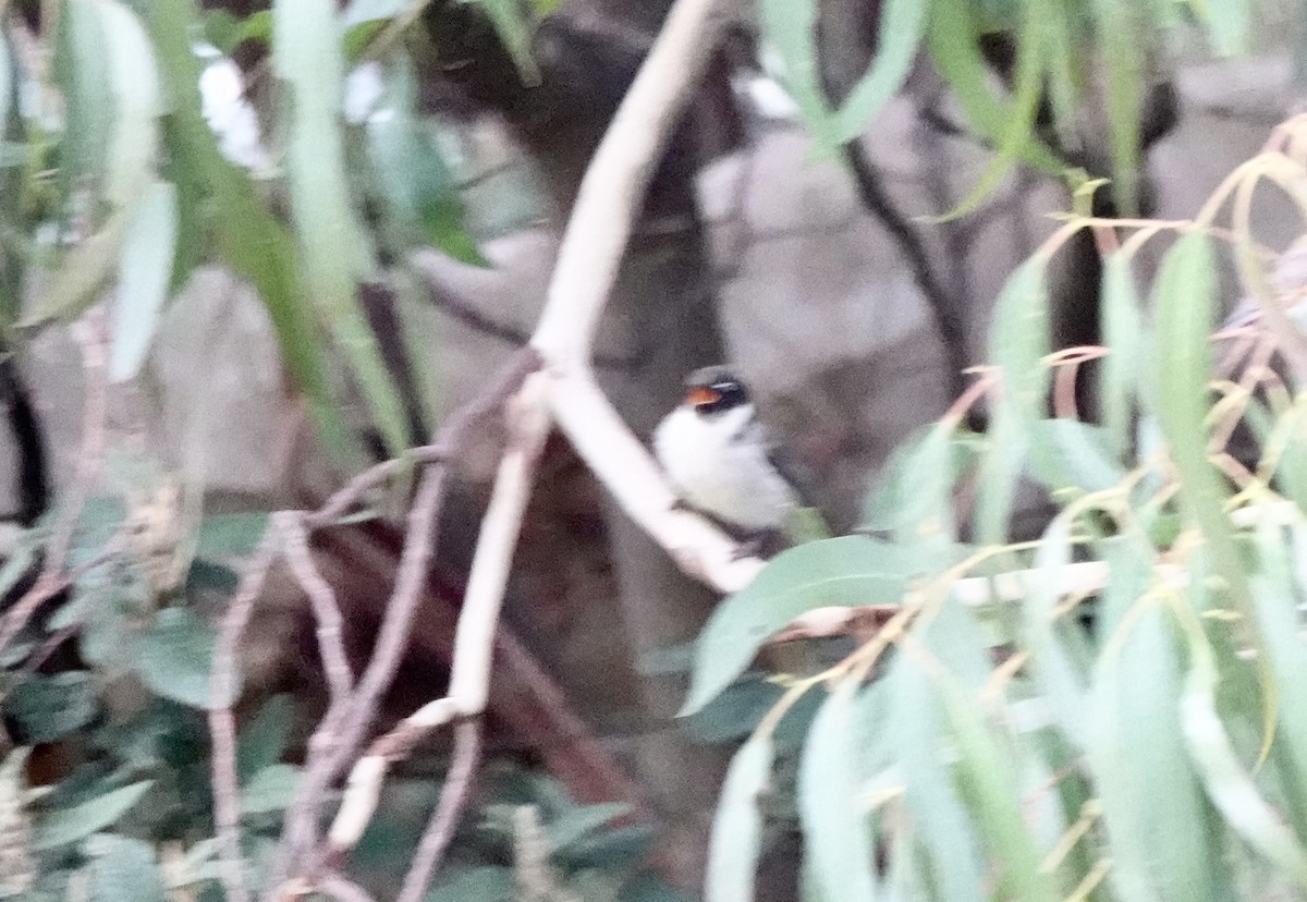 Black-headed Honeyeater - ML643693872