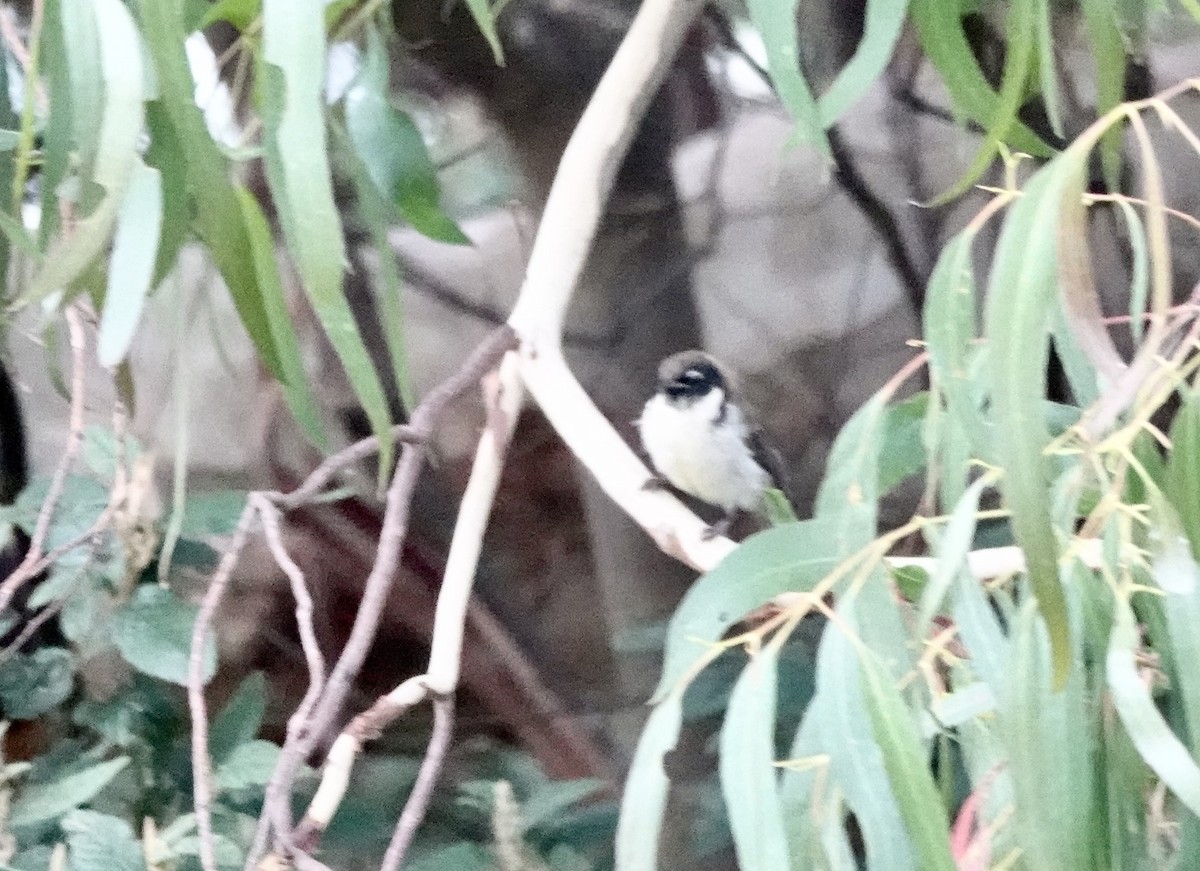 Black-headed Honeyeater - ML643693873