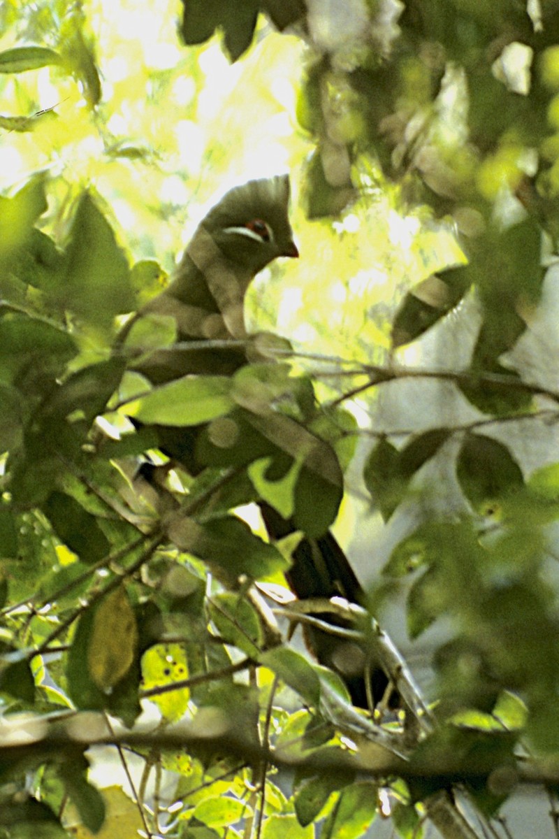 natalturako - ML643693874