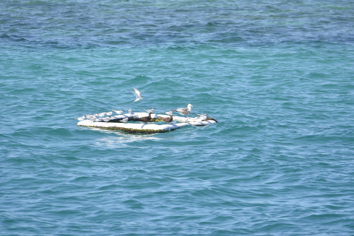 クロアジサシ - ML643693880