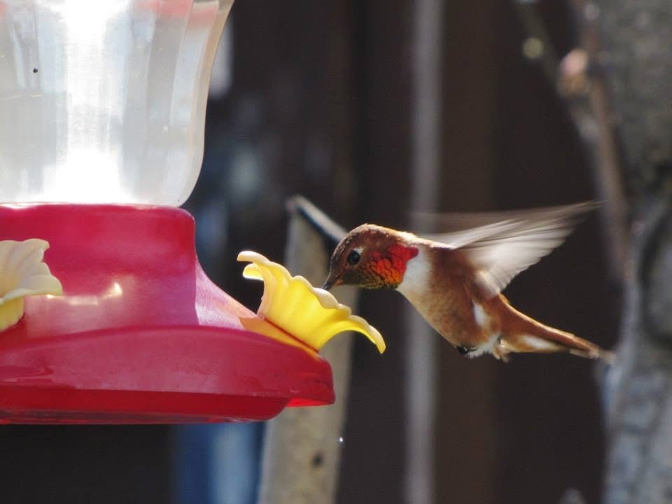 Rufous Hummingbird - ML643693890