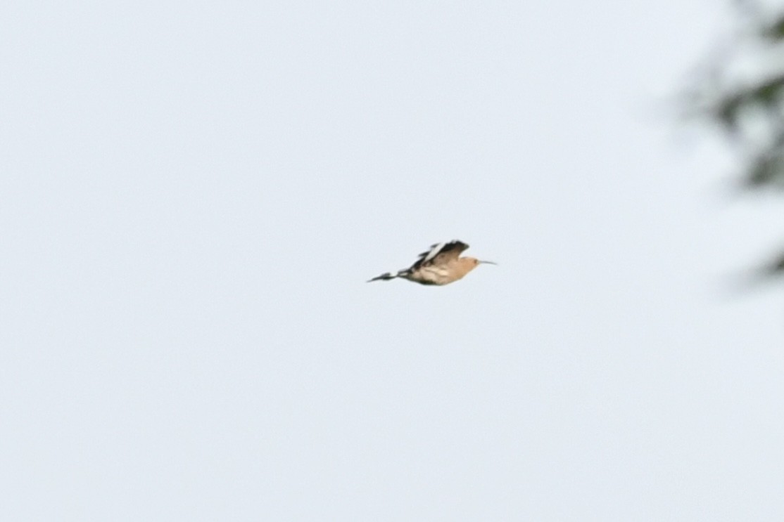 Eurasian Hoopoe - ML643693901
