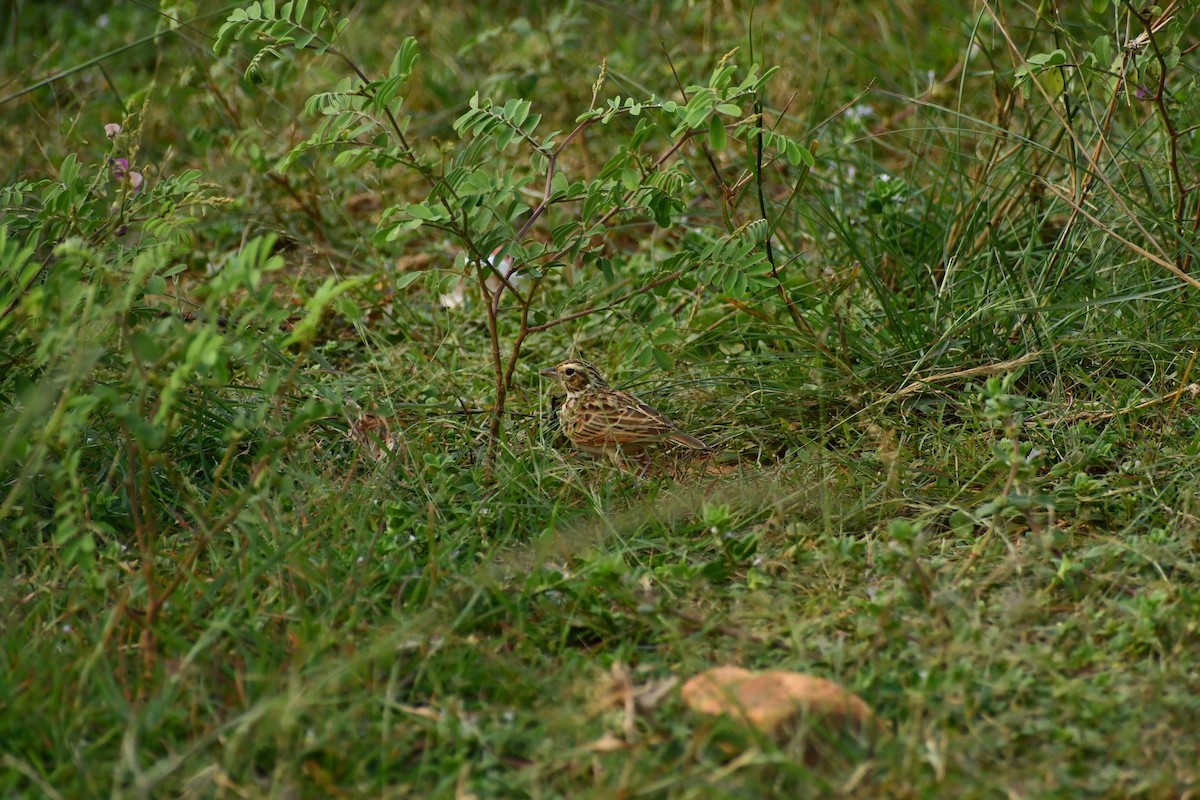 Indian Bushlark - ML643693910