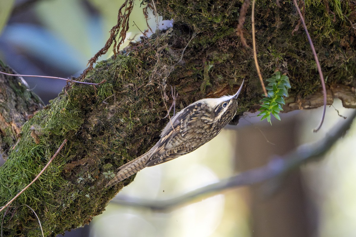 Bar-tailed Treecreeper - ML643693911