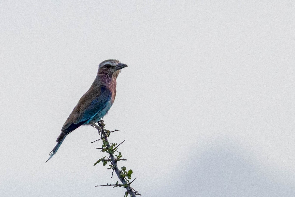 Lilac-breasted Roller - ML643693915