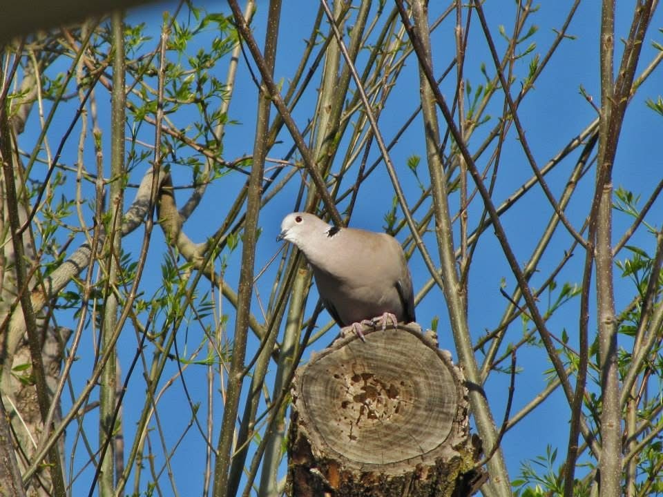 Eurasian Collared-Dove - ML643693917