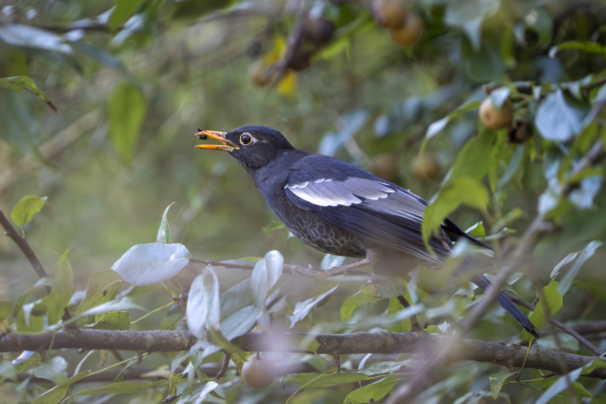 Gray-winged Blackbird - ML643693920