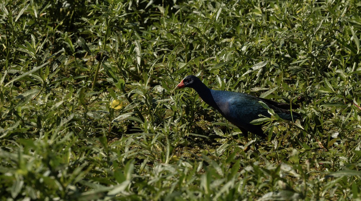 Purple Gallinule - ML643693923