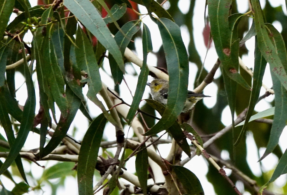 Forty-spotted Pardalote - ML643693926