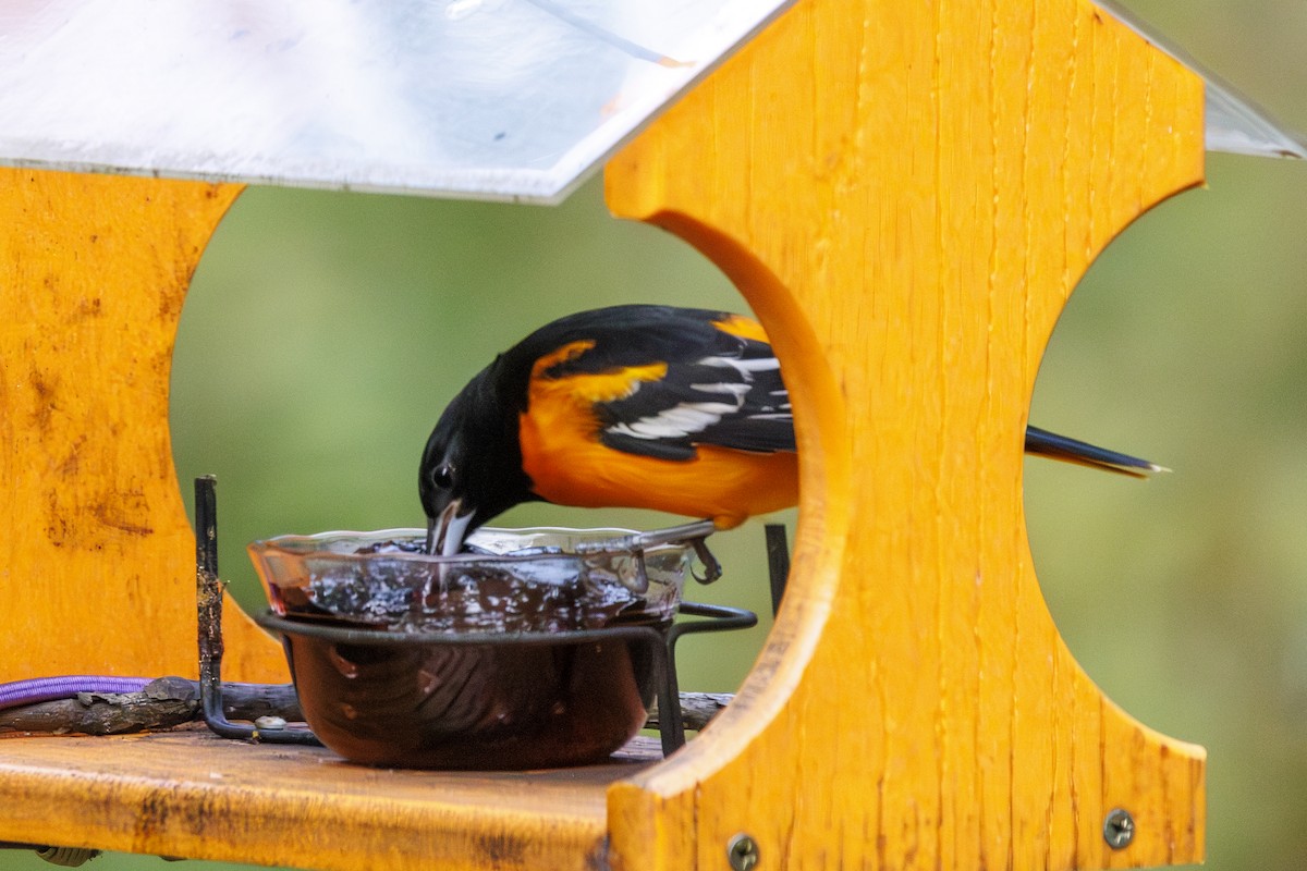 Baltimore Oriole - ML643693930