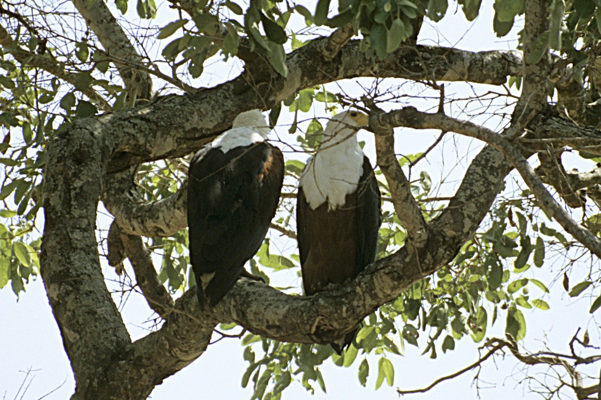 African Fish-Eagle - ML643693942