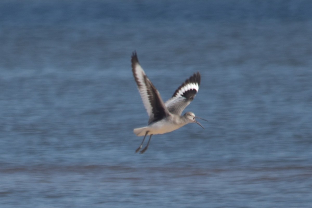 Willet - ML643693947