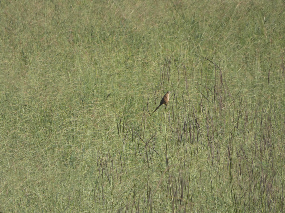Striated Grassbird - ML643693949