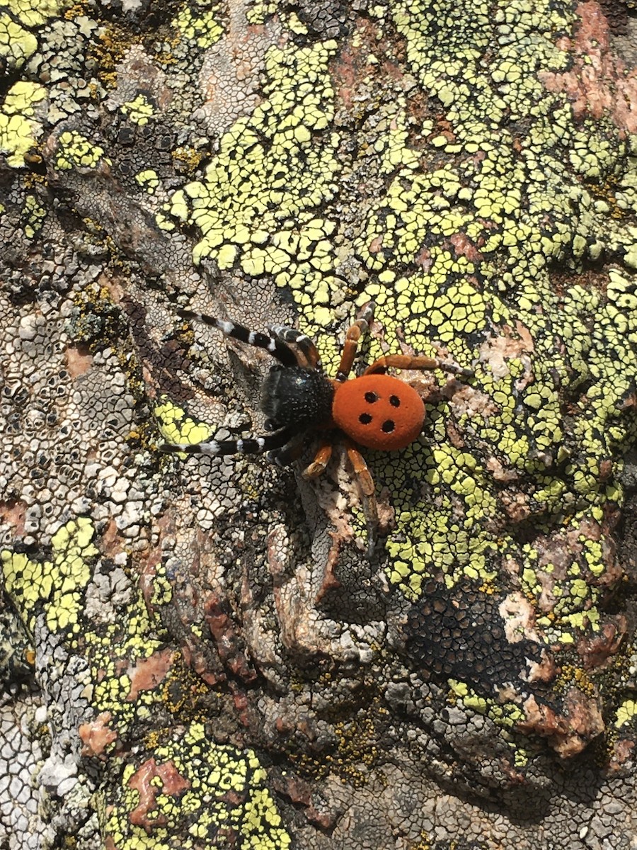 Ladybird Spider - ML643693953