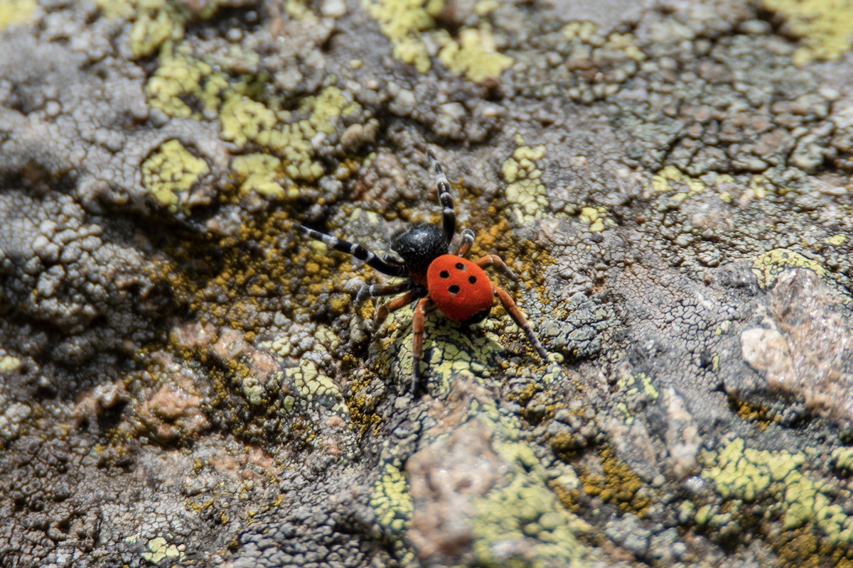 Ladybird Spider - ML643693954
