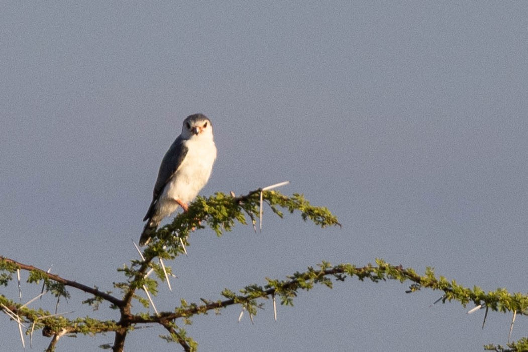 Pygmy Falcon - ML643693976