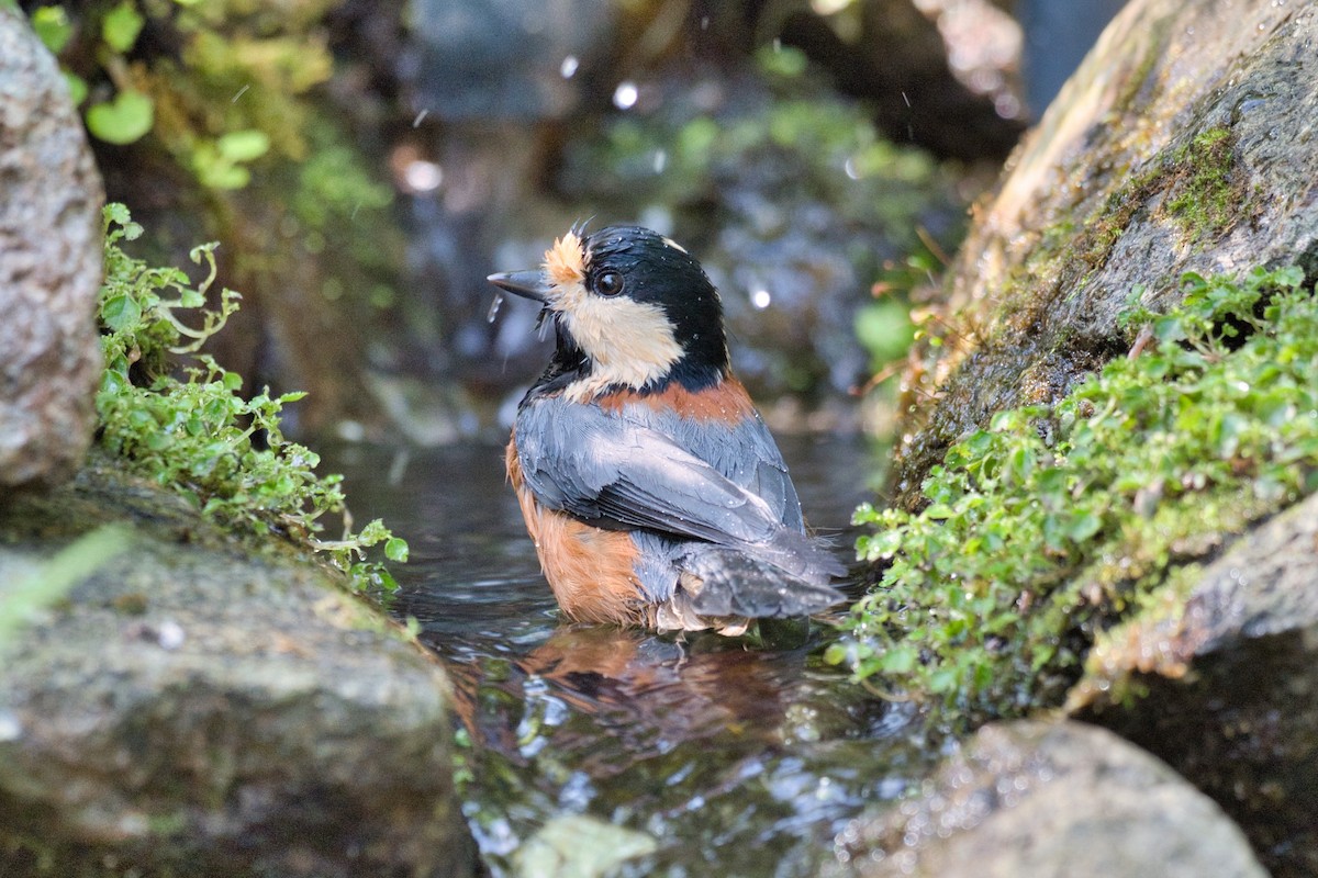 Varied Tit - ML643693977