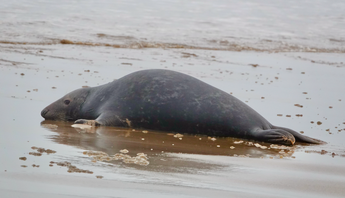 Grey Seal - ML643693983