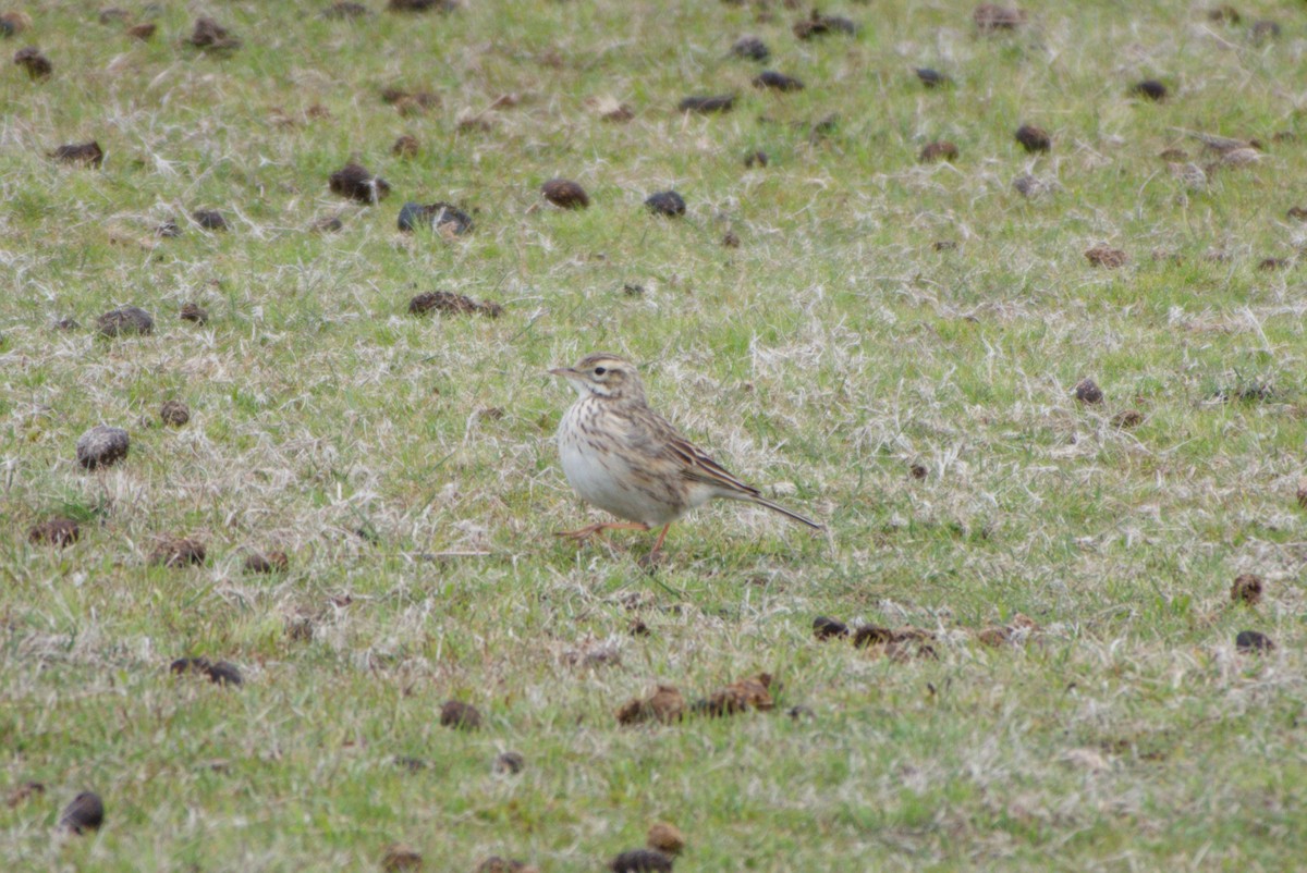 Australian Pipit - ML643693992