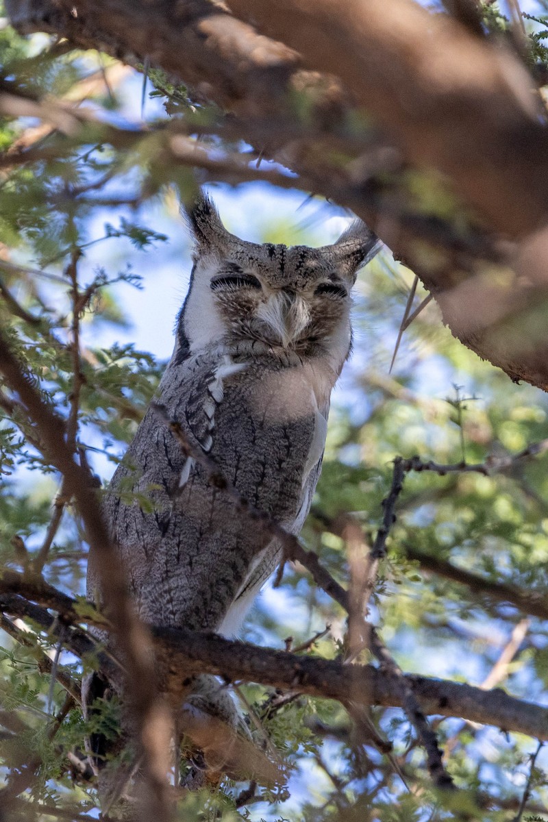 Northern White-faced Owl - ML643693993