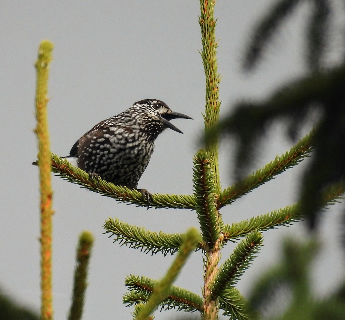 Northern Nutcracker - ML643693994