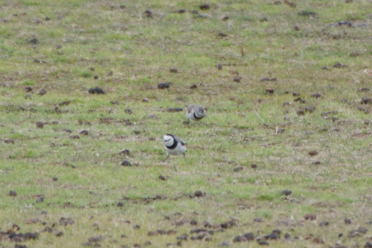 White-fronted Chat - ML643693997