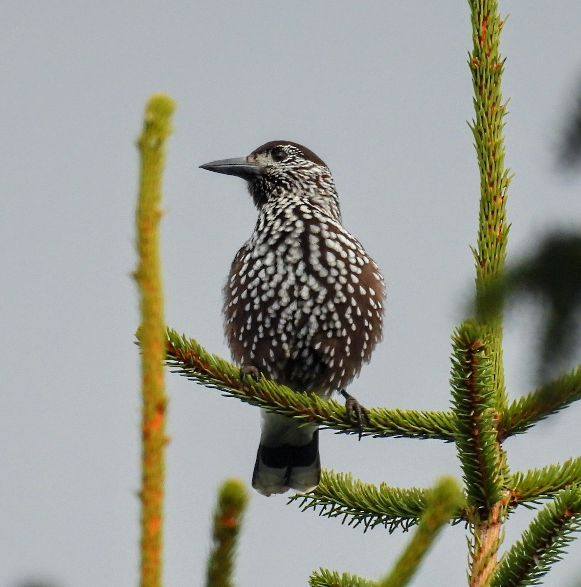 Northern Nutcracker - ML643693998