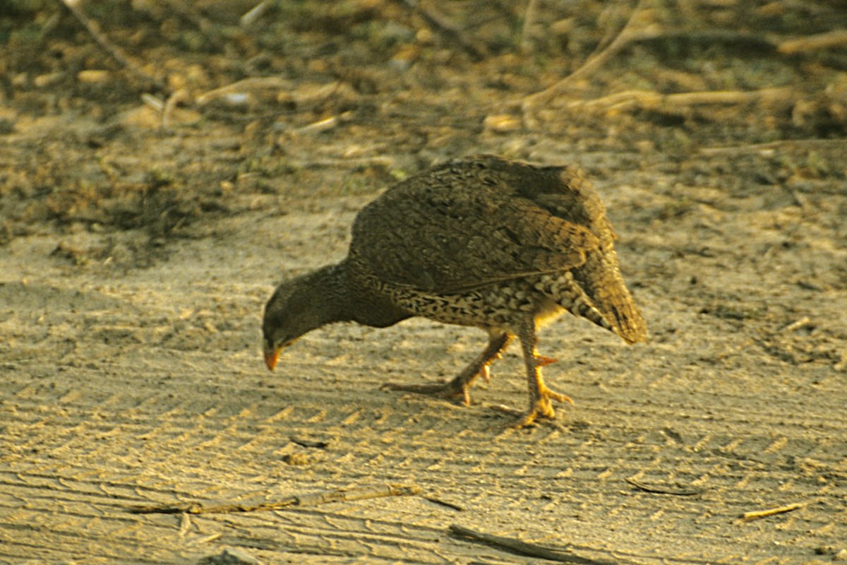 Natal Spurfowl - ML643693999