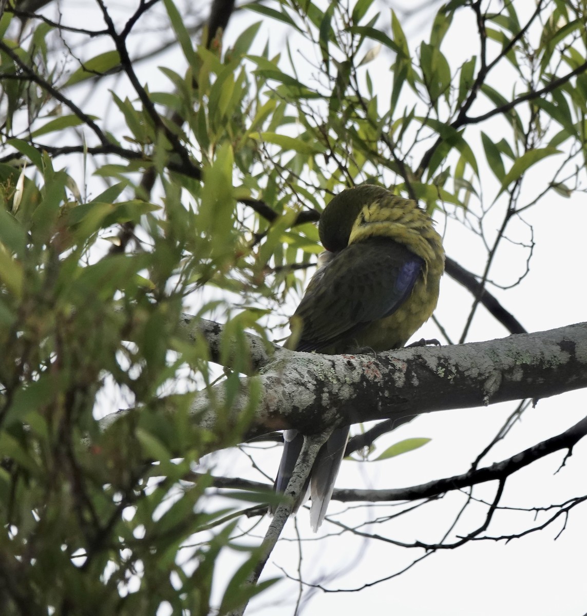 Green Rosella - ML643694001