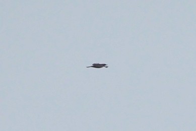 Ring Ouzel - ML643694009