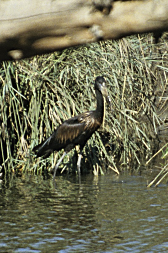 African Openbill - ML643694010