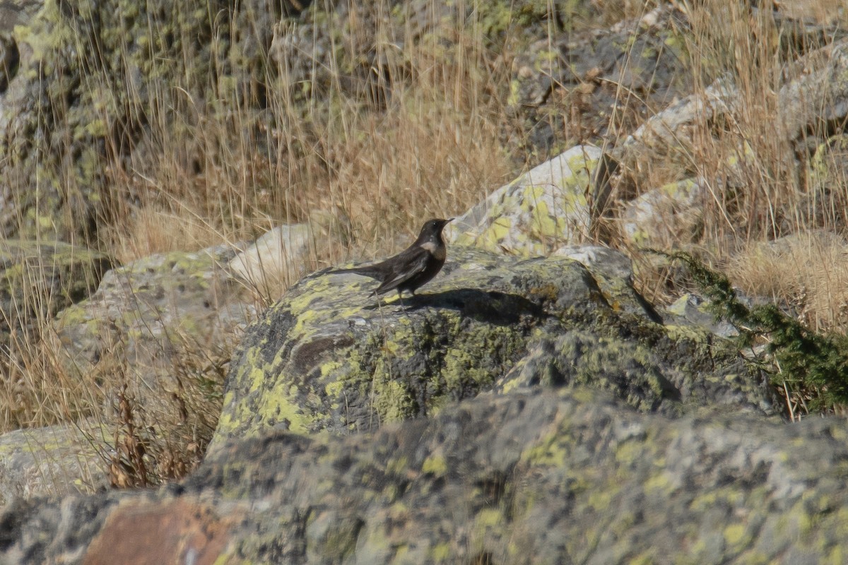 Ring Ouzel - ML643694014