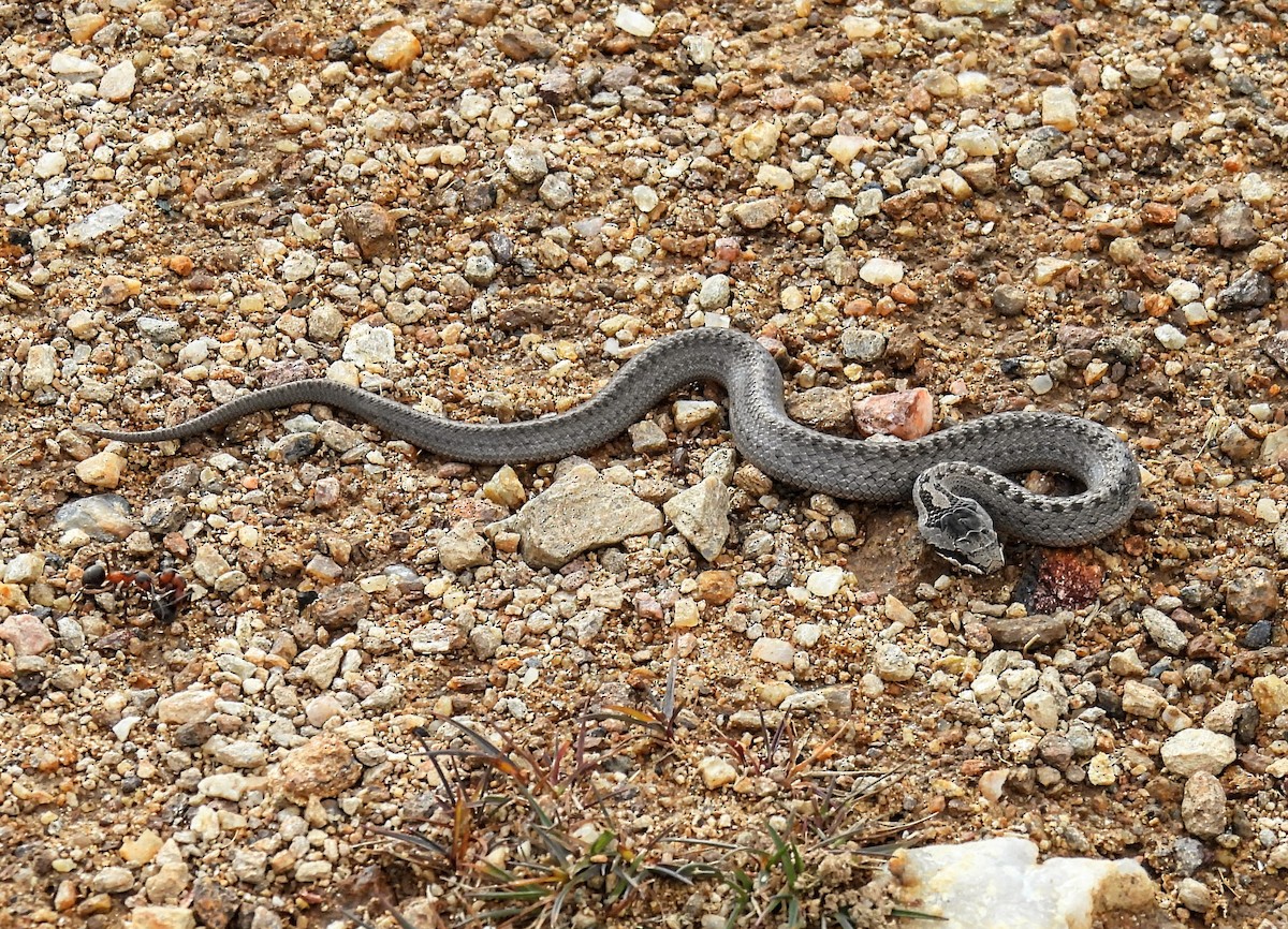 Smooth Snake - ML643694016