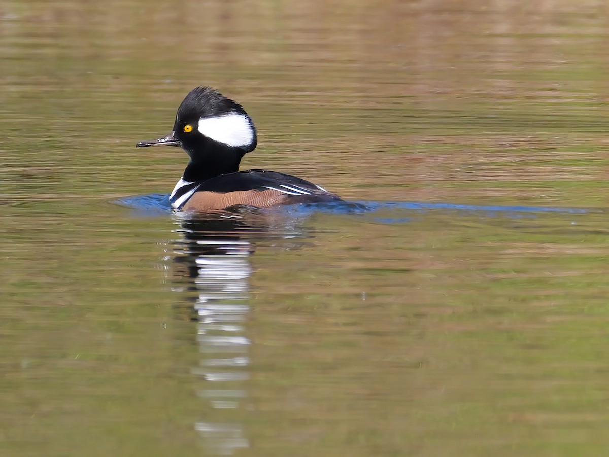 Hooded Merganser - ML643694017