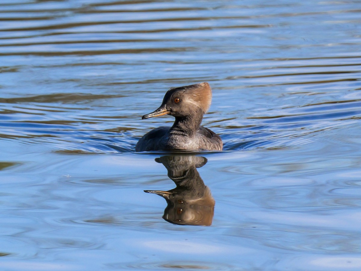 Hooded Merganser - ML643694018