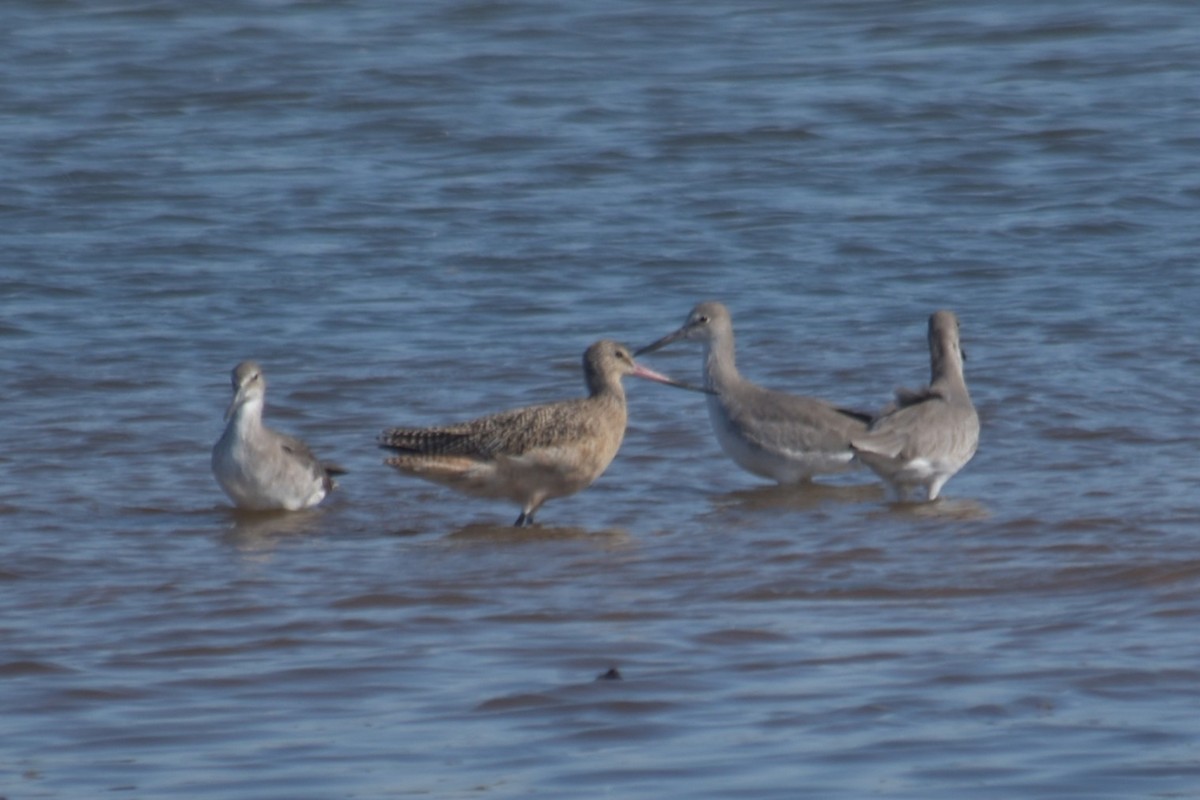 Marbled Godwit - ML643694019