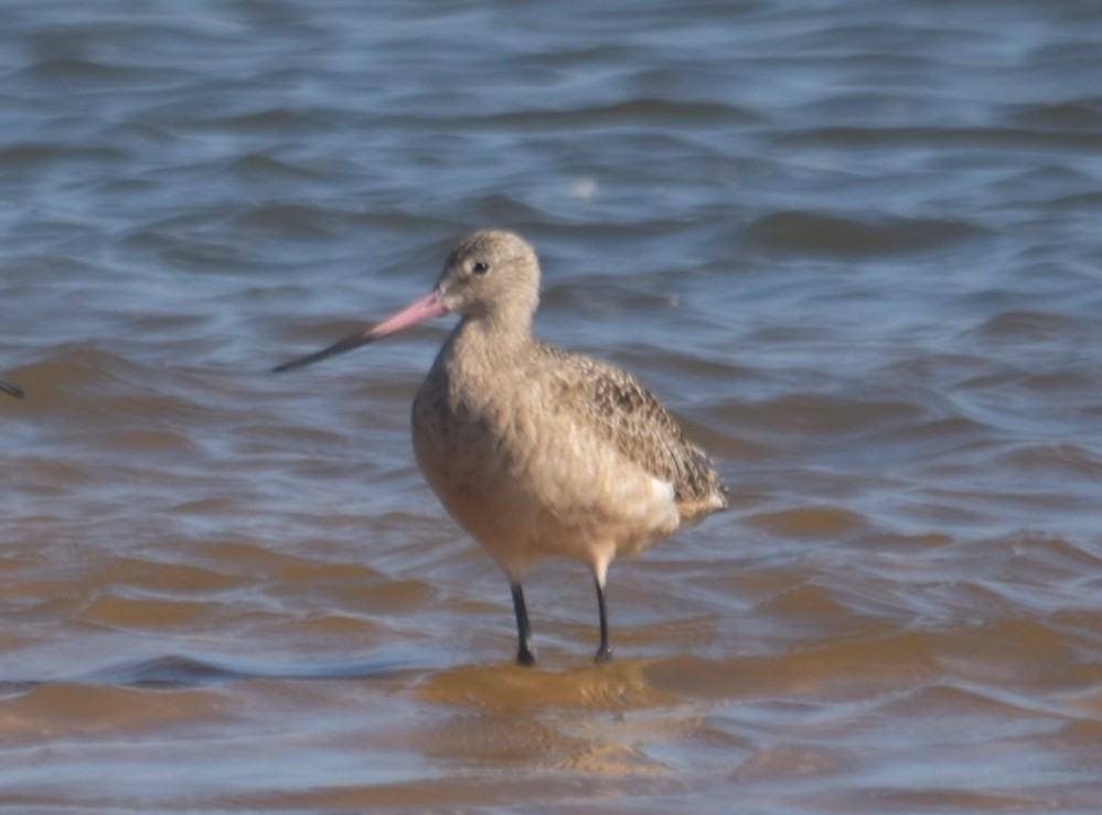 Marbled Godwit - ML643694020