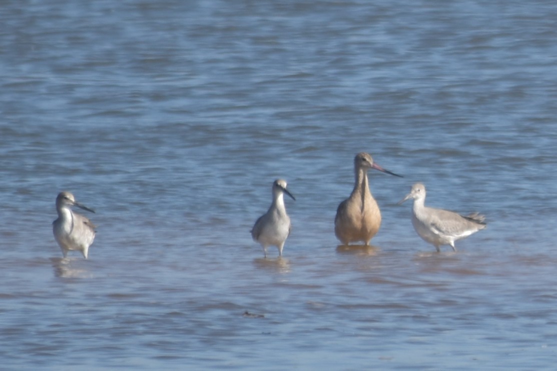 Marbled Godwit - ML643694021
