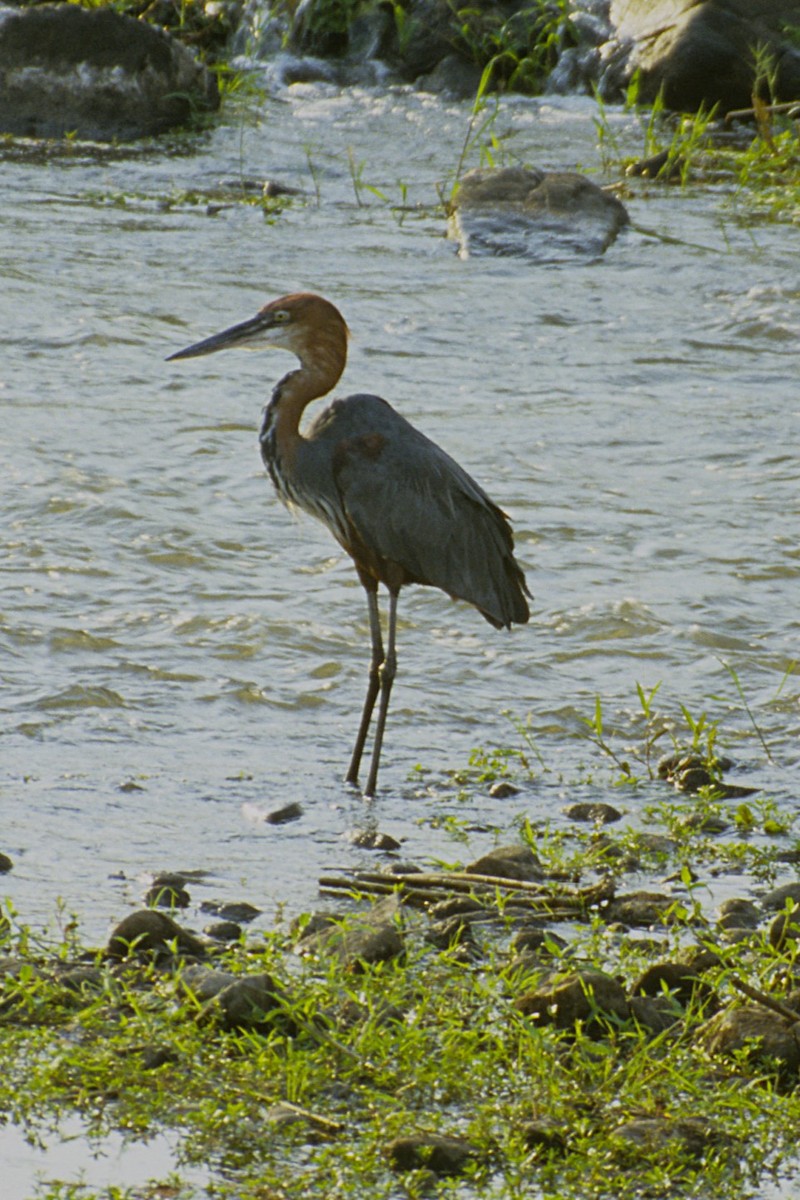 Goliath Heron - ML643694023