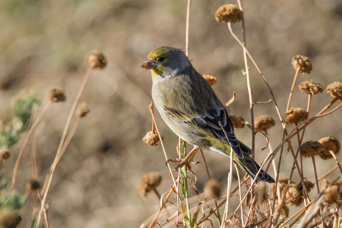 Citril Finch - ML643694025