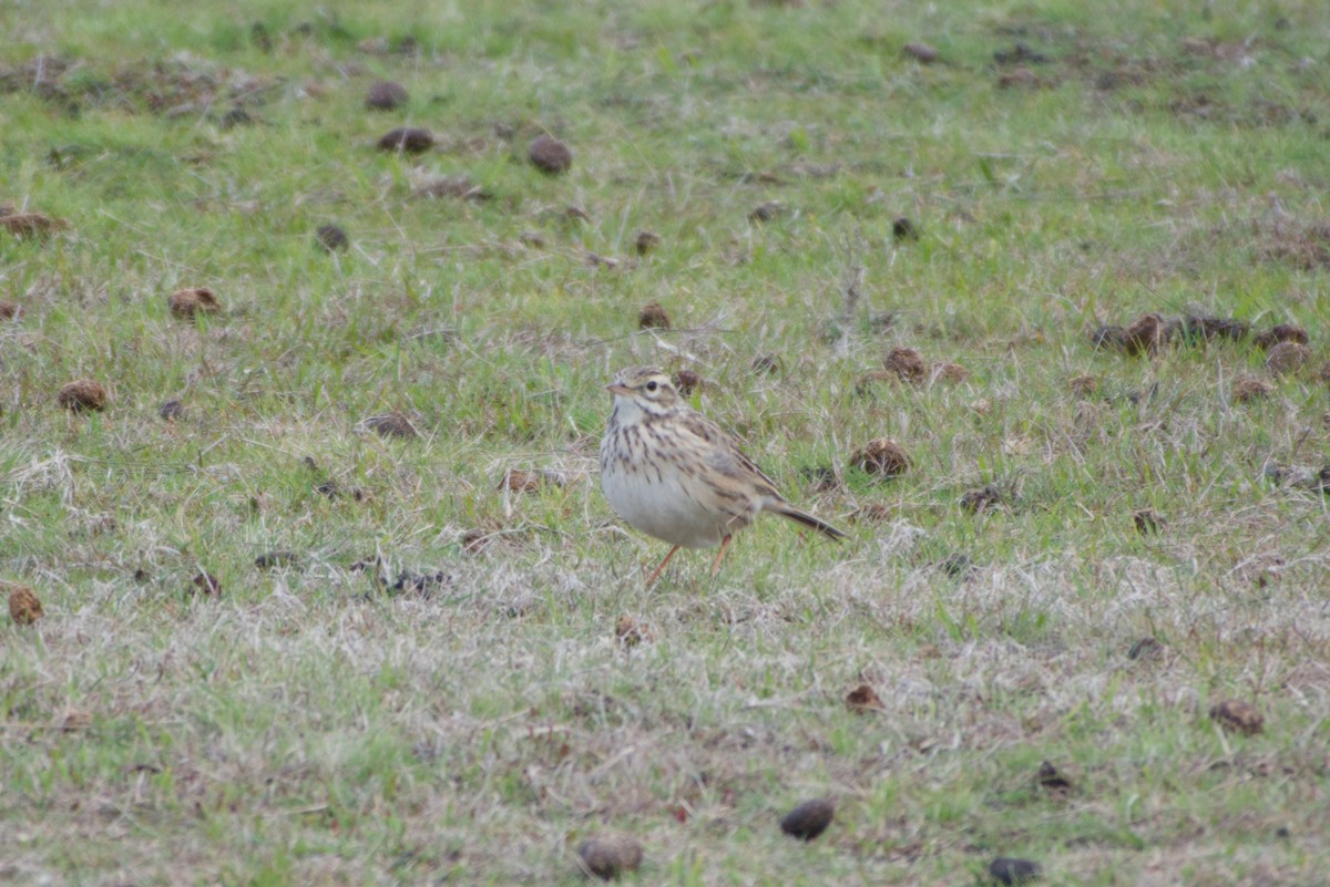 Australian Pipit - ML643694027