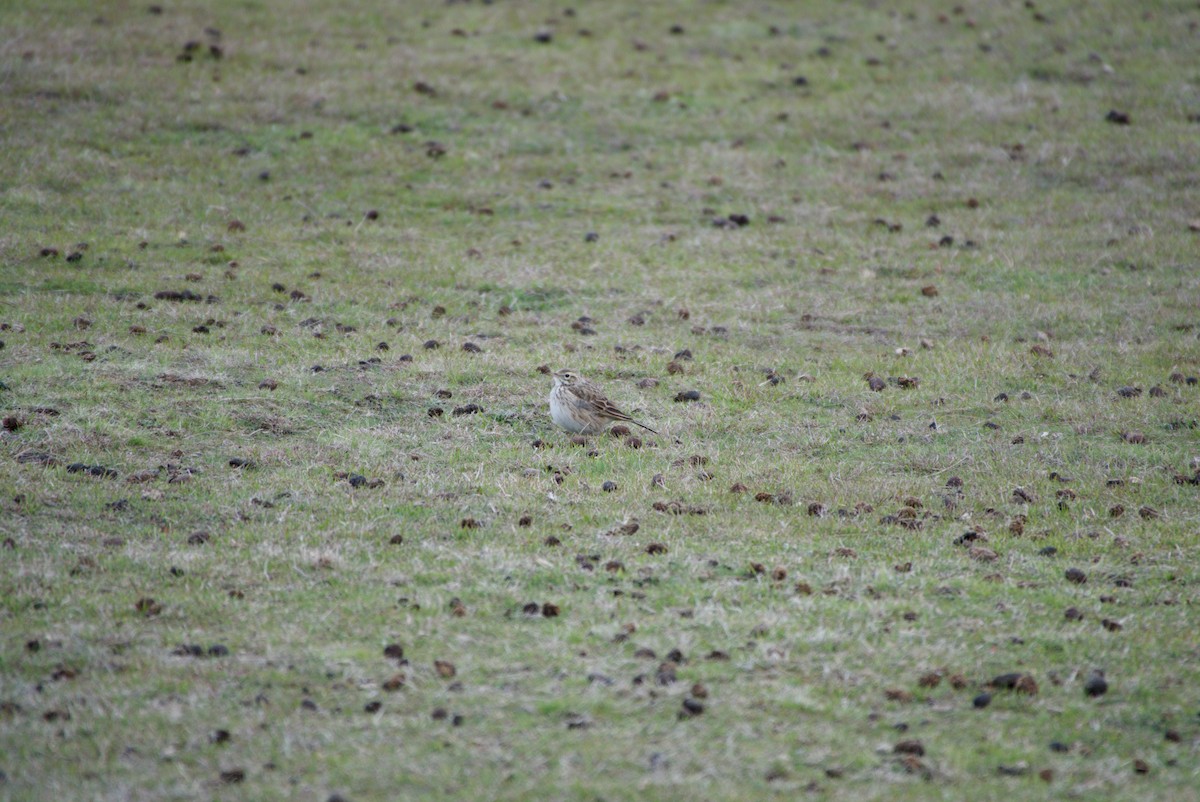 Australian Pipit - ML643694028