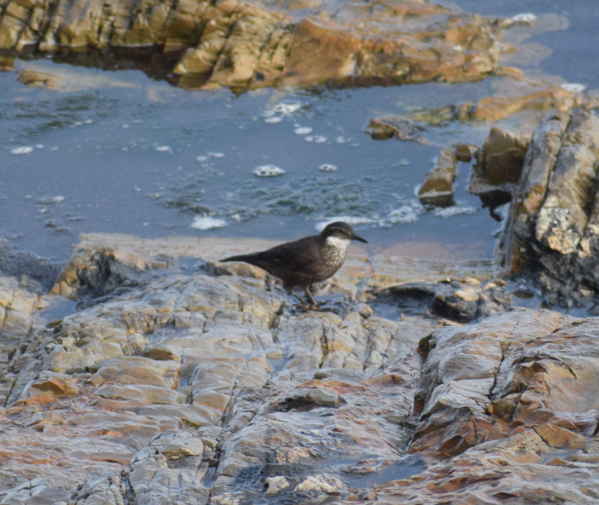 Seaside Cinclodes - ML643694038