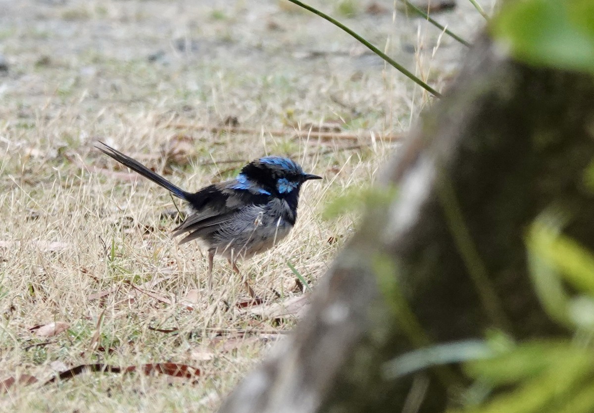 Superb Fairywren - ML643694043