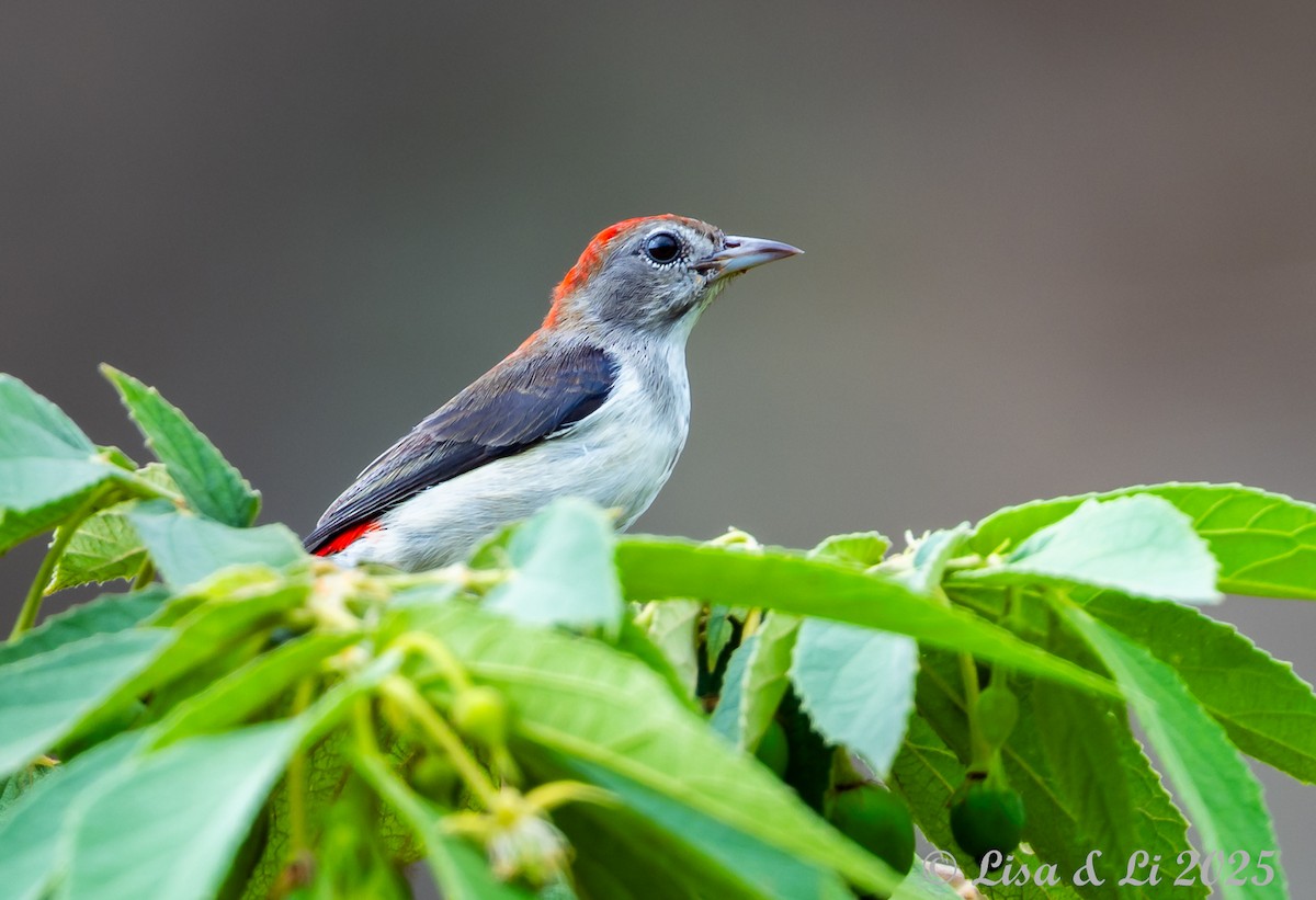 Black-fronted Flowerpecker - ML643694044