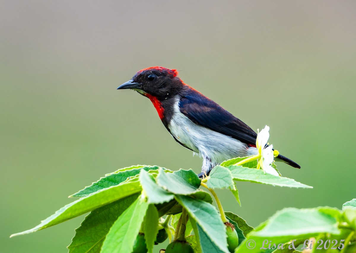 Black-fronted Flowerpecker - ML643694045