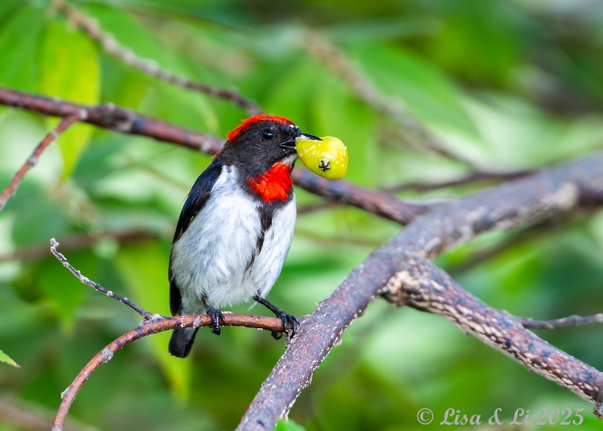 Black-fronted Flowerpecker - ML643694046