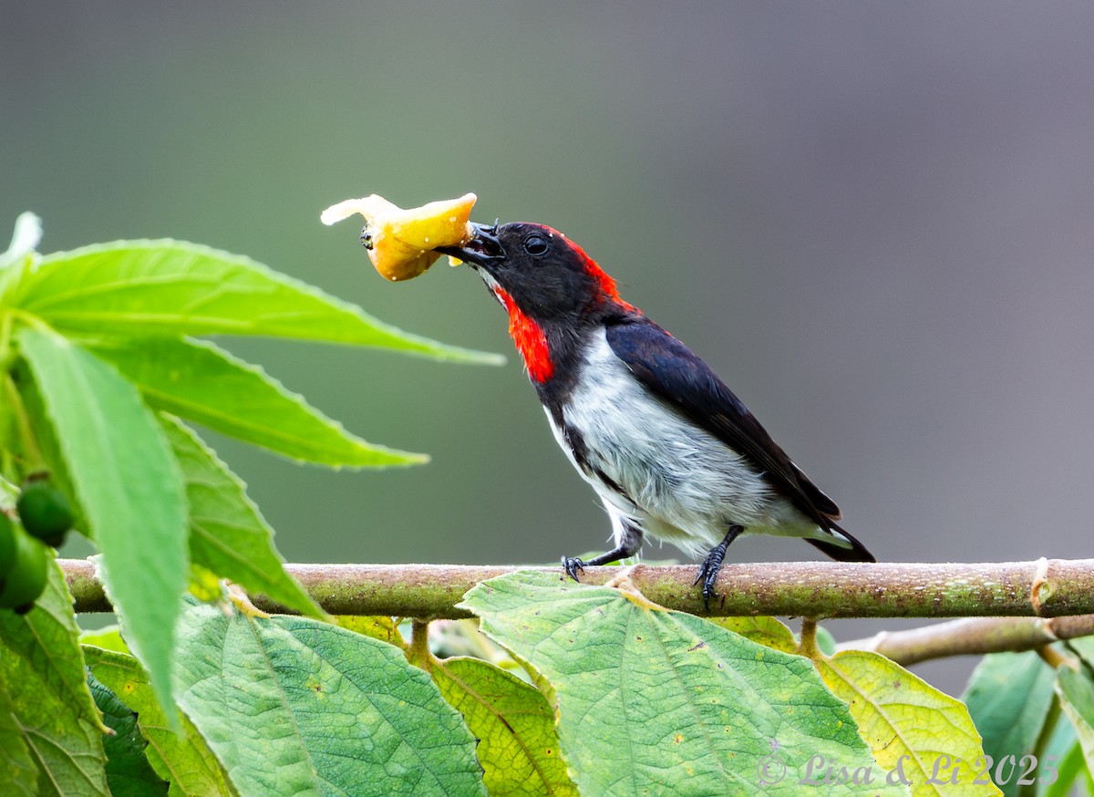 Black-fronted Flowerpecker - ML643694047