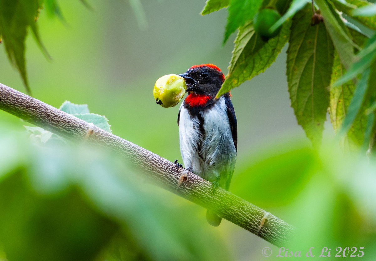 Black-fronted Flowerpecker - ML643694048