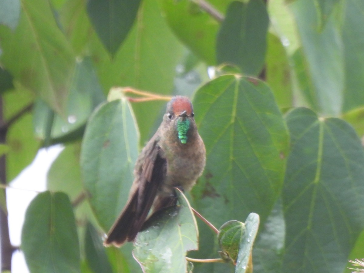 Rufous-capped Thornbill - ML643694054